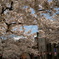 〜Cherry Blossom〜
