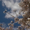 〜Cherry Blossom〜