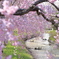 善光寺平用水のしだれ桜