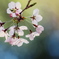 ぱすてる桜