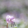 *:.｡..｡.:+・Spring ephemeral ･*:.｡ ｡.:*･ﾟ