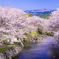 散りゆく河川公園の桜並木