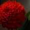 Dahlia