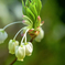 DSC00134. 華やぐ