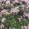 花便り　アセビ