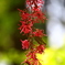 春の花木２「赤花トキワマンサク」　