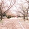 桜の影