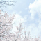 春空