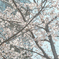 桜と雀