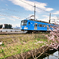 春走る近江鉄道