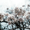 白い桜