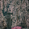 しだれ桜 2