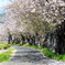 桜道