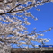 桜と鉄道