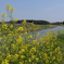 菜の花と川