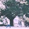 桜舞い散る