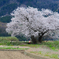 田んぼの夫婦桜