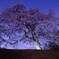 夜の五斗蒔田桜
