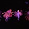 カサゴダンス
