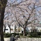 お花見ひなたぼっこ