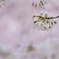 サクラの蜜
