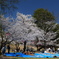 美白の桜　（上田城跡公園）