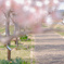 桜に包まれて