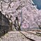 拝啓 清明の候 桜21