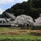 田舎の桜