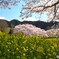 菜の花と桜