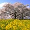 菜の花と桜