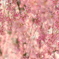 桜❀.｡ﾟ*