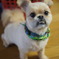 犬