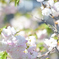 花桃？1