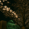 夜桜