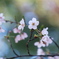 ぱすてる桜