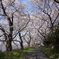 桜並木