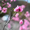 ももの花