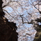 力強い老桜