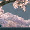 千本桜