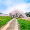名もなき桜道