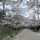 杉の馬場の桜 (2)