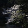 夢幻桜
