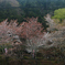 250406f大井川鉄道22