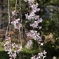 去年の枝垂桜