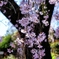 去年の枝垂桜２