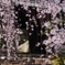 去年の枝垂桜３