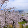 日和山桜景色