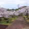 日和山桜景色Ⅱ