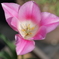 春の草花